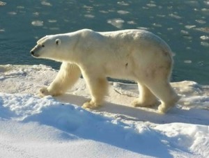 polar_bear_sea