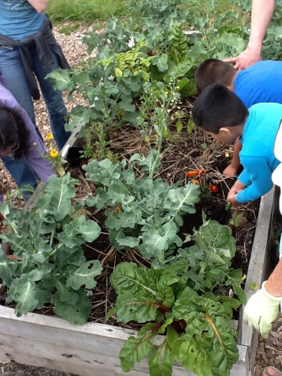 Figure 3: Students and teachers search for critters (aka, decomposers) in the raised garden beds at their school.