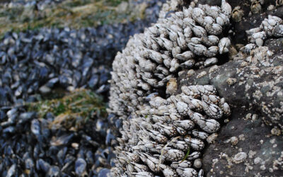 The Judgment of the Barnacles