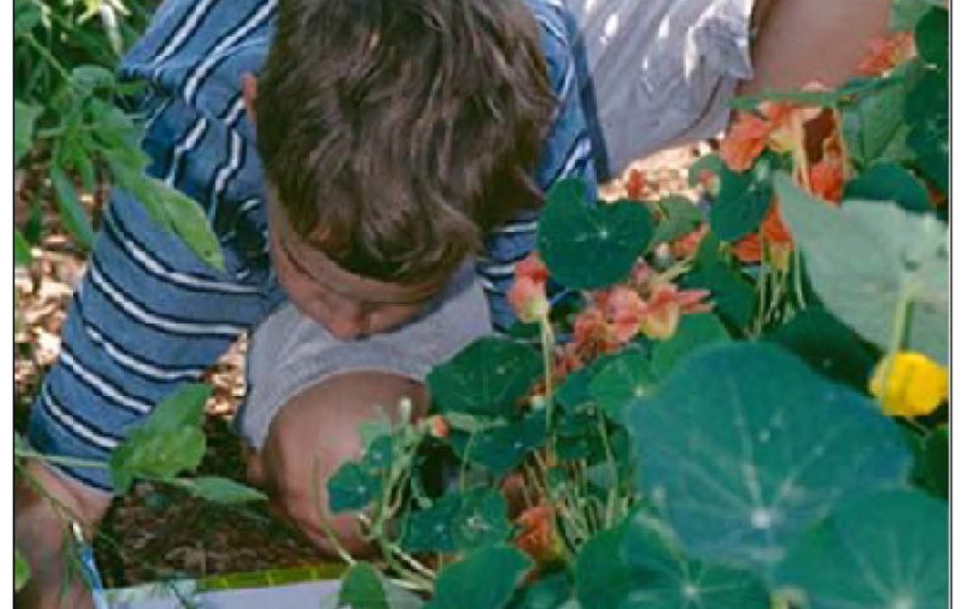 Living Soil and Composting: Life’s Lessons in Learning Gardens