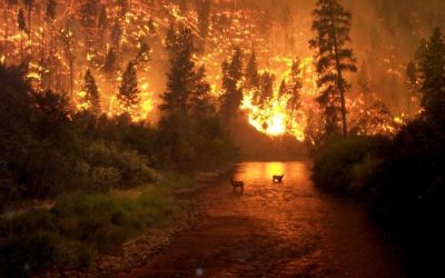 Burning  Issues: Integrating the Curriculum With a Fire Ecology Unit